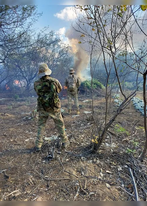 Imagem ilustrativa da imagem Operação policial destrói 230 mil pés de maconha no sertão de Pernambuco