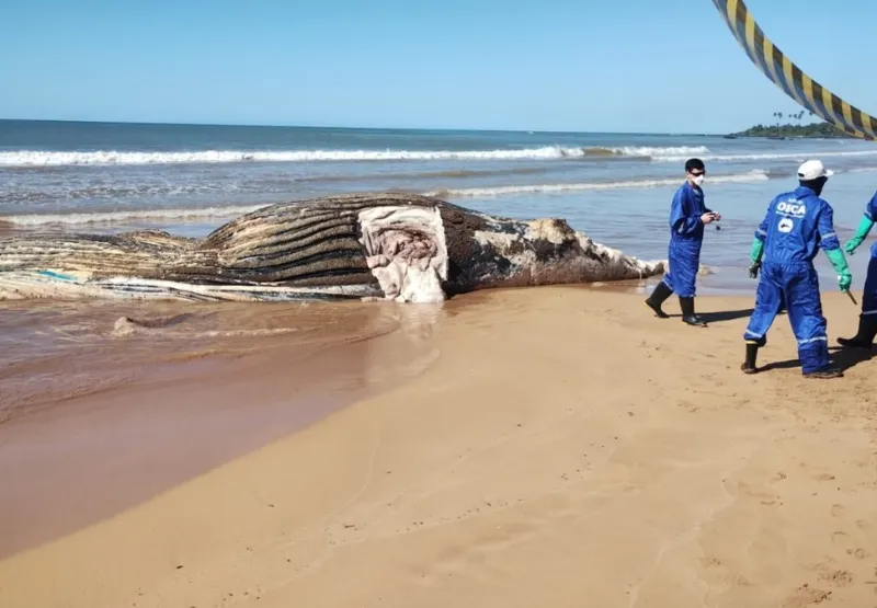 Corpo de jubarte encontrado em Praia Formosa