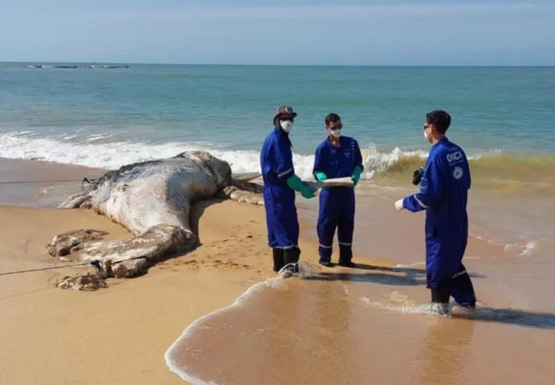 O restante do animal foi enterrado na areia da praia, com auxílio das máquinas da Secretaria Municipal de Meio Ambiente