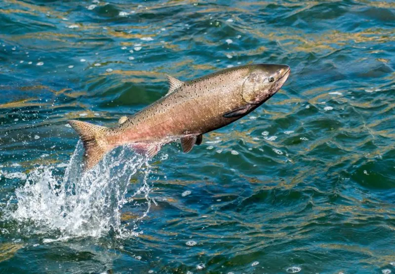 Chum salmon: DNA do esperma