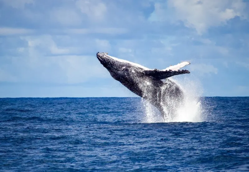 Passeios são realizados para capixabas e turistas observarem baleias no Estado