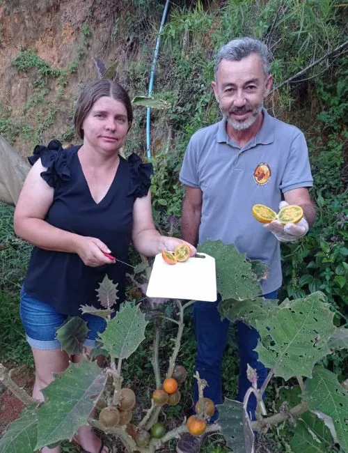 Imagem ilustrativa da imagem Agronegócio: Frutas exóticas na agricultura capixaba