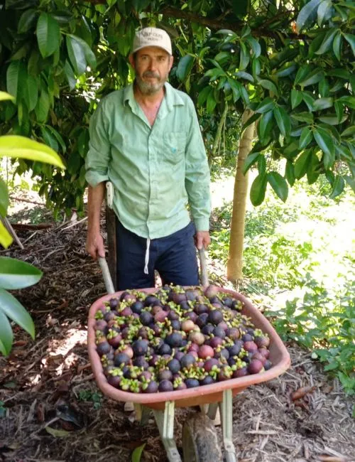 Imagem ilustrativa da imagem Agronegócio: Frutas exóticas na agricultura capixaba