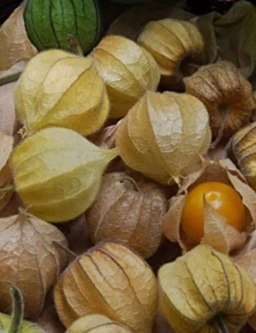 Imagem ilustrativa da imagem Agronegócio: Frutas exóticas na agricultura capixaba