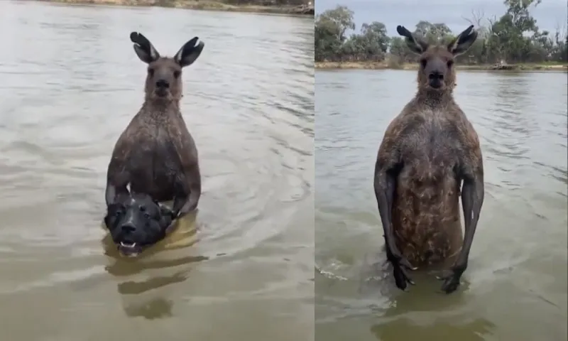 Imagem ilustrativa da imagem Australiano sai no soco com canguru 'marombado' para salvar cão