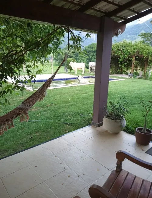 Imagem ilustrativa da imagem Bois “invadem” piscina para refrescar o calor em fazenda no Sul do ES