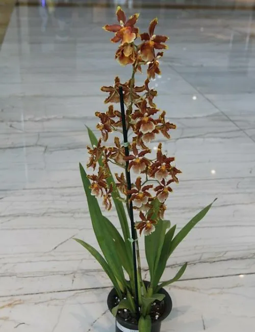Imagem ilustrativa da imagem Exposição de orquídeas em shopping de Vila Velha
