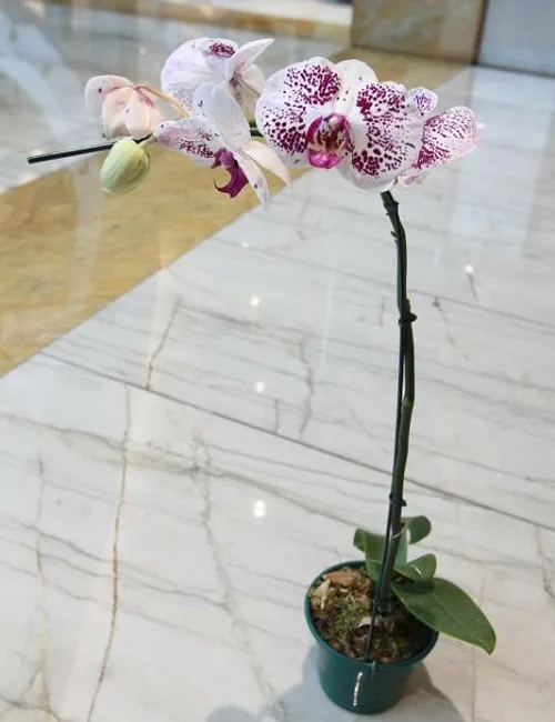 Imagem ilustrativa da imagem Exposição de orquídeas em shopping de Vila Velha