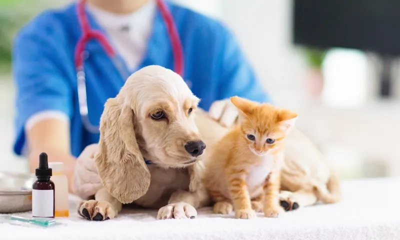 Imagem ilustrativa da imagem Prefeitura de Caruaru quer vacinar 40 mil cães e gatos a partir deste sábado