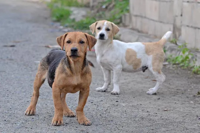 Imagem ilustrativa da imagem Prefeitura do Recife lança projeto de adoção de cães e gatos
