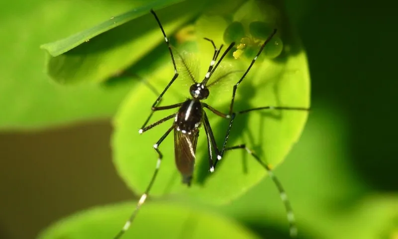 Imagem ilustrativa da imagem 'Primo' do Aedes aegypti também é responsável por alta dos casos de dengue no País