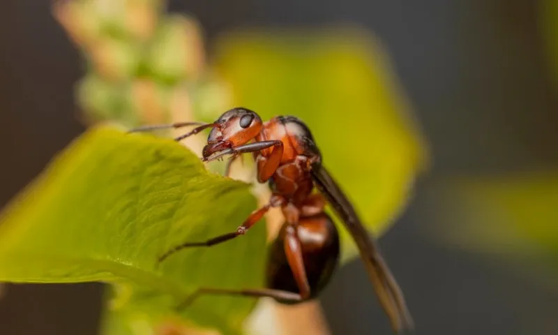 Imagem ilustrativa da imagem Que tal comer inseto? Chefs e cientistas defendem uso de insetos na culinária