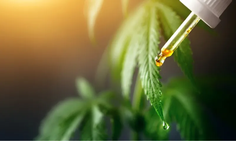 Imagem ilustrativa da imagem Remédios à base de cannabis serão distribuídos pelo SUS no Espirito Santo