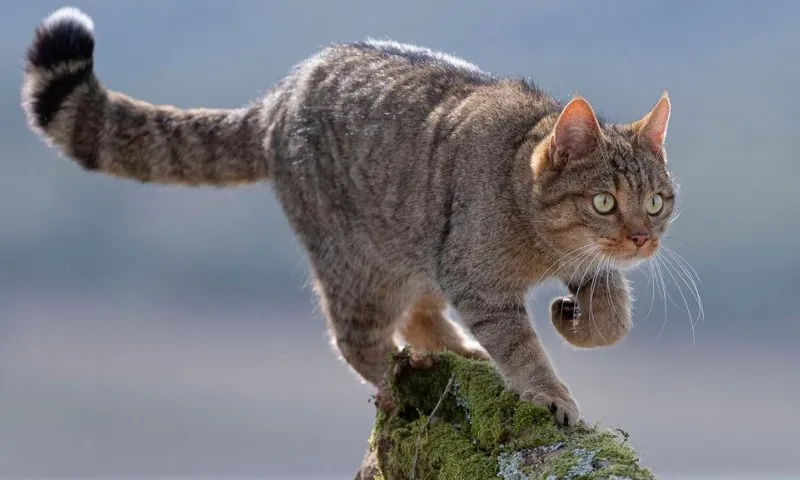 Imagem ilustrativa da imagem Austrália estuda caça aos gatos, toque de recolher e até eutanásia dos bichos