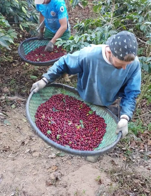 Imagem ilustrativa da imagem Cafés especiais cultivados em Afonso Cláudio ganham o mundo