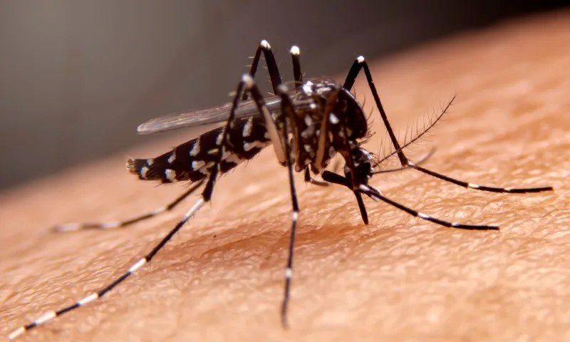 Imagem ilustrativa da imagem Casos de dengue aumentam 10 vezes este ano no ES