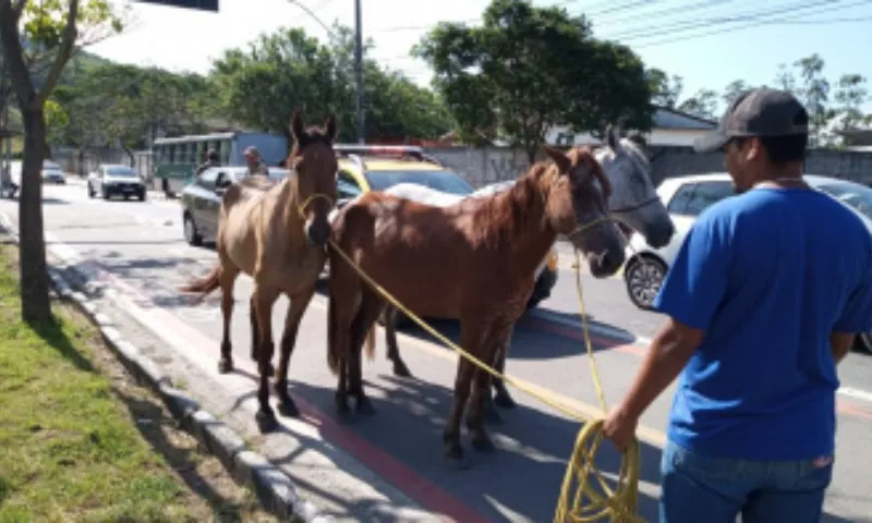 Imagem ilustrativa da imagem Cavalos são resgatados na rodovia Serafim Derenzi