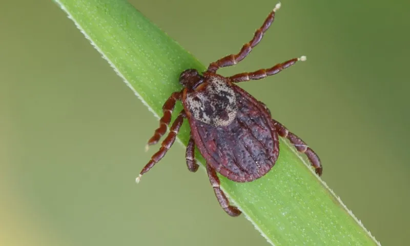 Imagem ilustrativa da imagem Cidade de SP tem nova morte por febre maculosa, e total no ano chega a 7