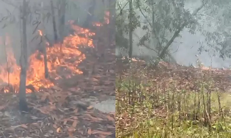 Imagem ilustrativa da imagem Incêndio atinge área de mata em Vila Velha