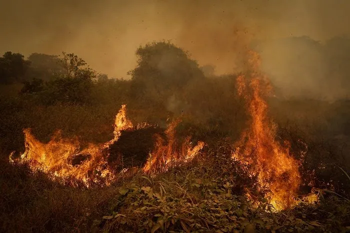 Imagem ilustrativa da imagem Incêndios têm pior outubro de sempre na Amazônia
