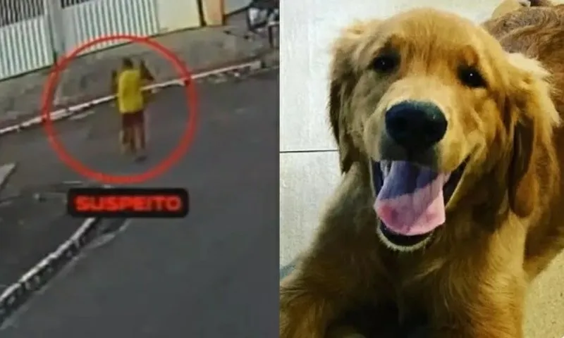 Imagem ilustrativa da imagem Laudo aponta que cachorro Churros, morto por PM, recebeu tiro nas costas