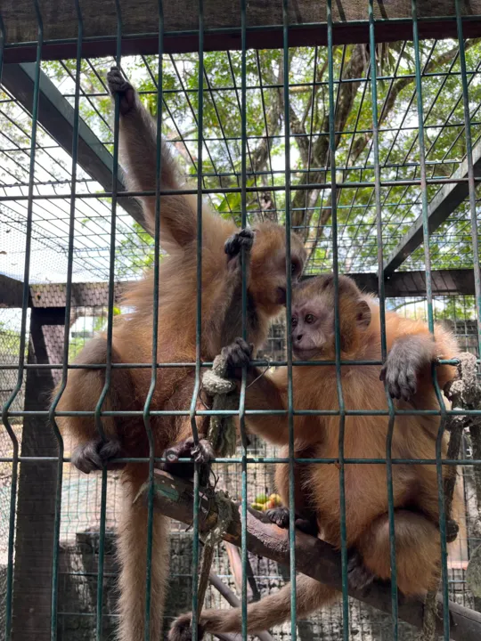 Imagem ilustrativa da imagem Macacos-prego são retirados do Parque 13 de Maio