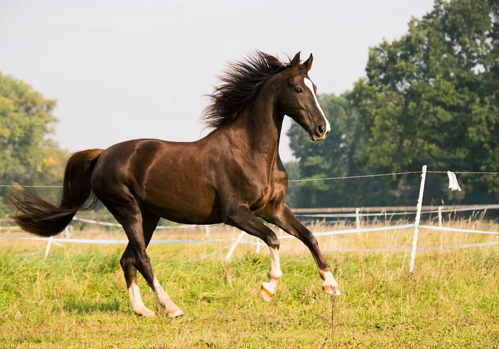 Imagem ilustrativa da imagem Mulher morre após sofrer queda de cavalo na Serra