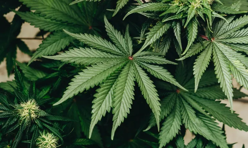 Imagem ilustrativa da imagem O lado bom da maconha