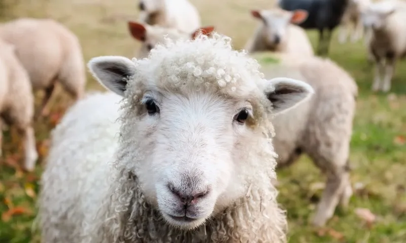 Imagem ilustrativa da imagem Ovelhas comem 100 quilos de maconha em fazenda: "Pulavam mais alto que cabras"