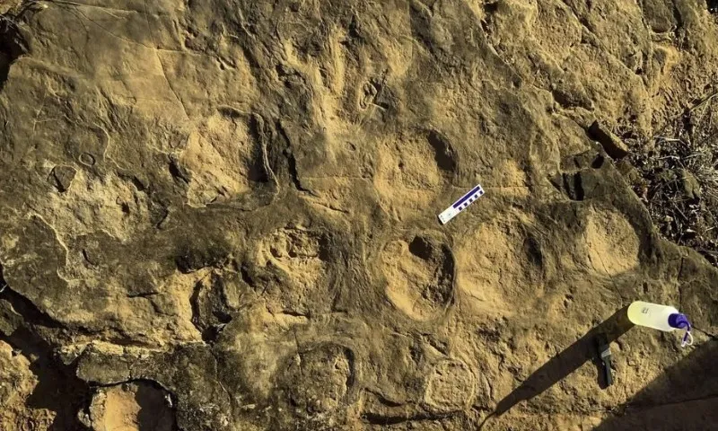 Imagem ilustrativa da imagem Pegadas de dinossauro com 90 milhões de anos são encontradas em SP