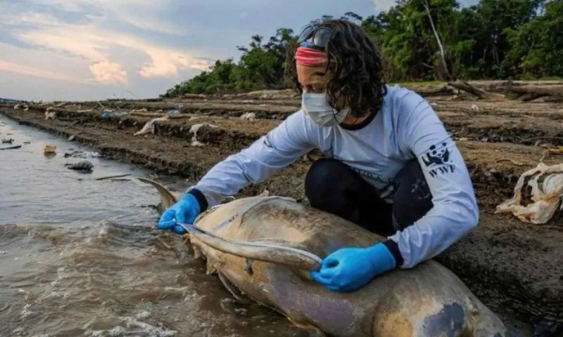 Imagem ilustrativa da imagem Por que mais de cem botos morreram em água a 40ºC na Amazônia?