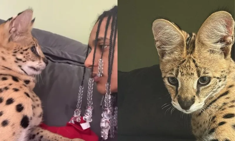 Imagem ilustrativa da imagem Rapper tenta beijar gato avaliado em R$ 100 mil e leva tapa