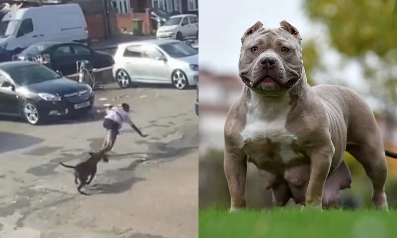 Bully XL — a raça de cães que o Reino Unido quer proibir devido a