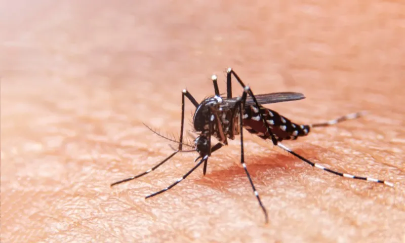 Imagem ilustrativa da imagem Rio de Janeiro confirma primeiro caso de dengue tipo 4