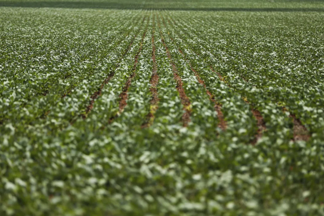 Imagem ilustrativa da imagem Senado aprova projeto que modifica legislação sobre registro de agrotóxicos