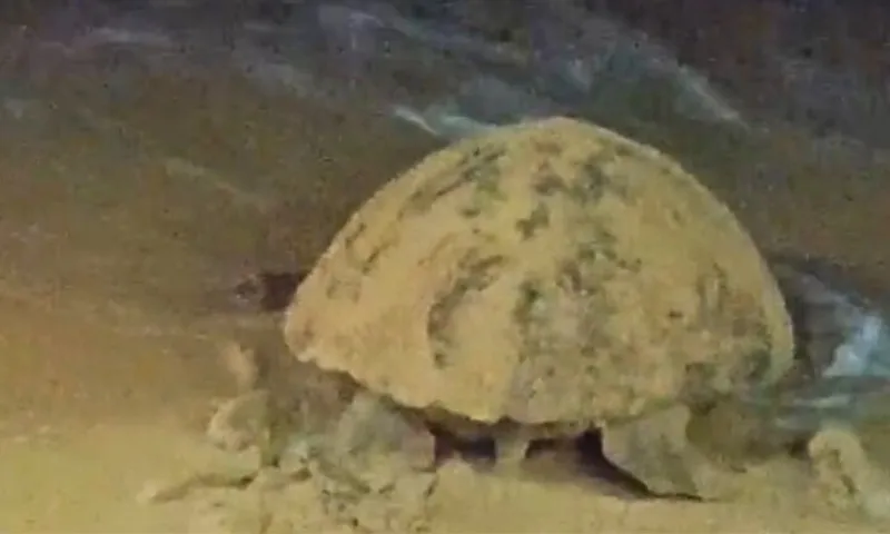 Imagem ilustrativa da imagem Tartaruga marinha desova 150 ovos em praia da Serra