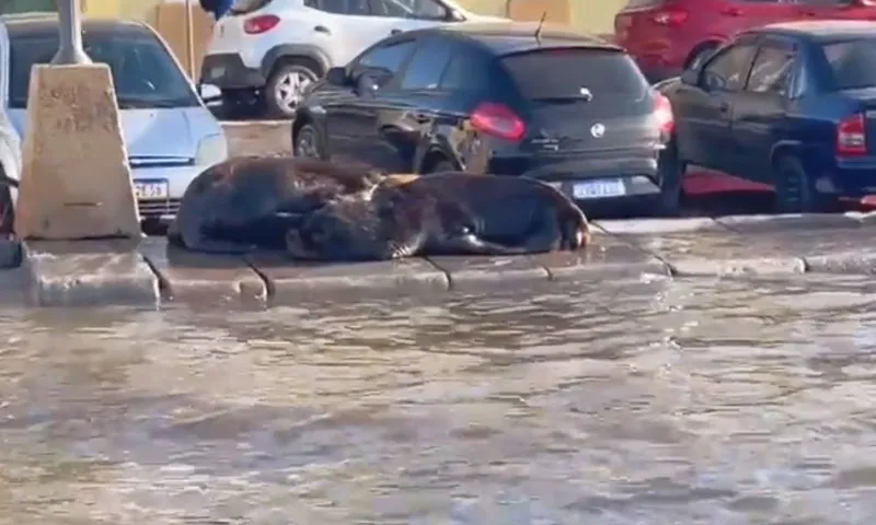 Imagem ilustrativa da imagem VÍDEO | Em meio a ciclone, RS tem ruas alagadas e leões-marinhos na calçada