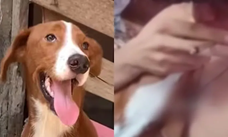 Imagem ilustrativa da imagem VÍDEO | Homem é preso após ser gravado dando maconha para cão