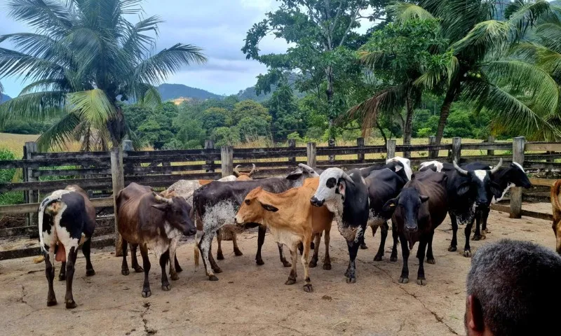 Imagem ilustrativa da imagem Vacas e boi furtados em fazenda são localizados pela polícia na Serra