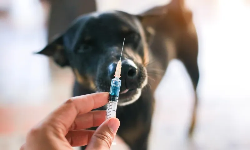 Imagem ilustrativa da imagem Vacina de graça para cães e gatos em 169 bairros da Grande Vitória