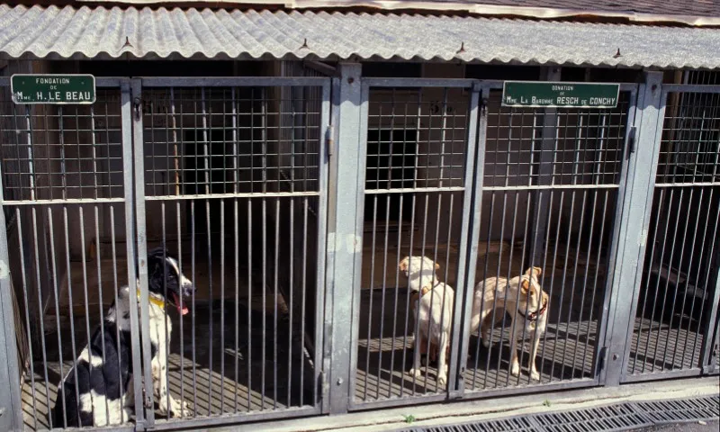 Imagem ilustrativa da imagem Viana realiza feira de adoção de pets neste sábado