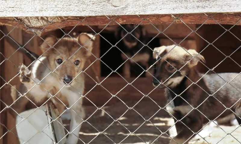 Imagem ilustrativa da imagem Vitória realiza evento de adoção de animais neste final de semana