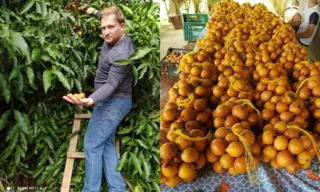 Imagem ilustrativa da imagem Agronegócio: Frutas exóticas na agricultura capixaba