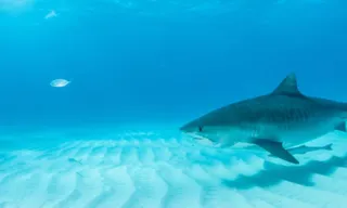 Imagem ilustrativa da imagem Veja 8 dicas para se proteger de tubarões durante as "marés mortas" no feriadão