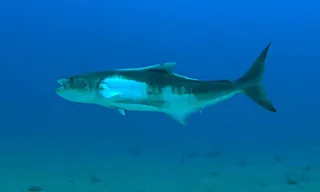 Imagem ilustrativa da imagem Veja a diversidade marinha e estuarina sob influência de Suape