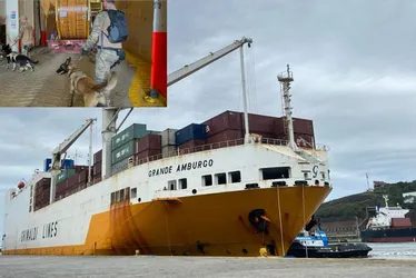 Imagem ilustrativa da imagem 14 cães ajudam a polícia a encontrar cocaína em navio