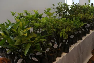 Imagem ilustrativa da imagem 20 milhões de árvores vão ser plantadas no ES