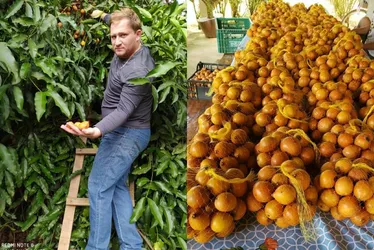 Imagem ilustrativa da imagem Agronegócio: Frutas exóticas na agricultura capixaba