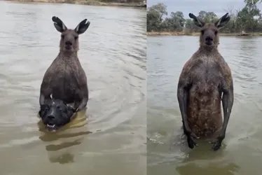 Imagem ilustrativa da imagem Australiano sai no soco com canguru 'marombado' para salvar cão