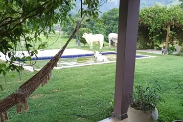 Imagem ilustrativa da imagem Bois “invadem” piscina para refrescar o calor em fazenda no Sul do ES